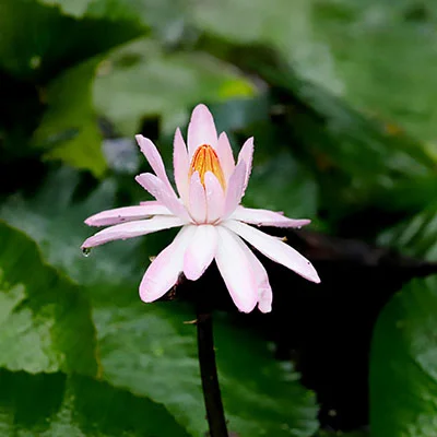 3月5日|20.3M/S，Clash节点/V2ray节点/SSR节点/Shadowrocket节点|免费订阅机场|每天更新免费梯子