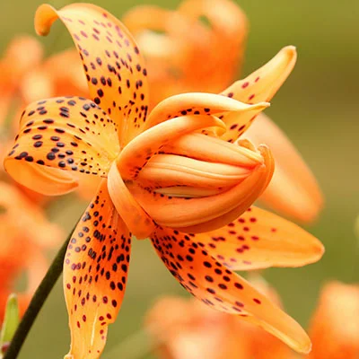 3月9日|22.9M/S，Shadowrocket节点/Clash节点/V2ray节点/SSR节点|免费订阅机场|每天更新免费梯子