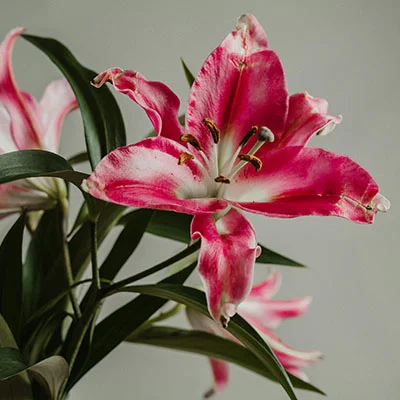 突破网络封锁：Vmess协议节点获取与配置全攻略