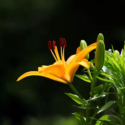 解锁极速网络体验：手把手教你玩转Clash小猫咪加速器